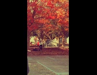 Girl pictures under orange leaves tree