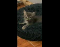 Small kitten laying in big black bed
