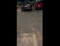 Collab VIBES - Woman follow two armadillo at parking lot