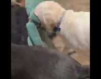 White dog carries green octopus toy 