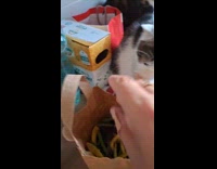 Collab DailyDoseOfInternet - Cat takes green beans from paper bag