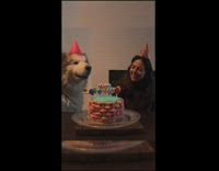 Collab BitchMP - Dog singing happy birthday with pink hat