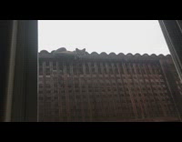 Guy sees baby fox laying on fence 