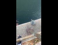 Guys watch turtle jump from bridge into river