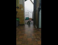 Small brown white dog runs slow motion 