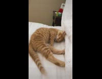 Orange cat in bed lays down on white sheets and sleeps