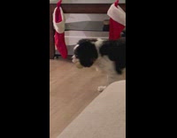 Dog takes ornament from Christmas tree