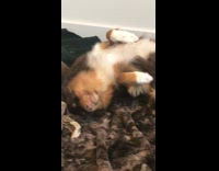 small brown white dog asleep on back