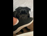 Sleepy Dog Rests Chin on Ladys Foot