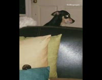 Dog comes from behind couch scary eyes
