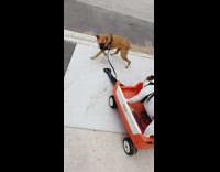 Collab BitchMP - Dog pulling other dog in red wagon 