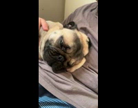 Pug dog sleep with eyes slightly open