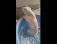 White bunny rabbit blue bucket soap water