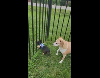 Black dog with spoon on it escape 