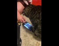 Collab Clips mpugc - Cat posing looking at itself in selfie cam of phone