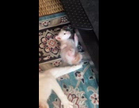 Collab PLC - Playful kitten paralyzed leg lay on carpet