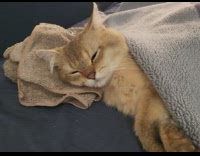 Orange cat sleeps on towel 