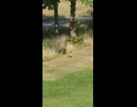 Duck run fast golf course ignore people 