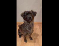 Dog treats itself and goes for walk