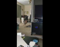 Pet dog recognizes YouTube Video Intro