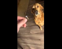 Dog wants to wear engagement ring 