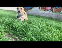 Small brown dog chain collar grass graffiti 
