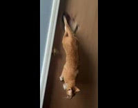 Orange cat stuck inside hole of wooden door climbs through