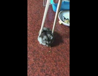 Chopsticks grey black hamster red table 