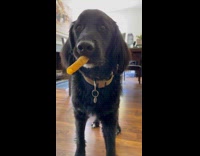 Dog Drools while it Waits Patiently for Signal