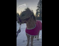 Adorable miniature horse neighs and walks on snow 