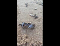 Collab Clips MPUGC - Woman gives crab stick as wand 