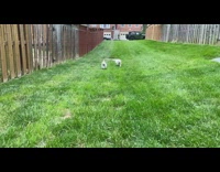 Two small white dogs run grass 