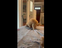 Dog sniffing and digging on the bed
