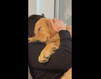 Dog falls asleep cuddled up by dad