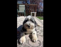 Person feed pet dog with cucumber slices