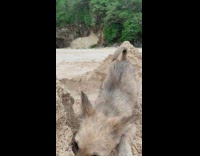 Small brown dog digs hole in the sand at the beach and sneezes