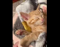 Brown kitten sleeps in pink grey bed