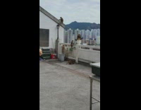 Guy throw pear hit monkey fall down fence