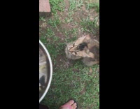 Brown grey cat meows fish food bowl 