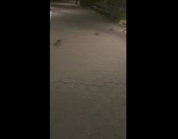 A lot of rats running around on the walkway in the park 
