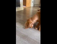 Cautious Puppy Panics Over Piece of Carrot