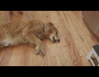 Brown dog pushed on floor eat treats