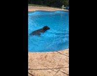 Dog tries getting ball fell into pool