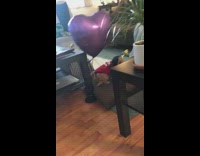 Collab FunBestVids - dog red sweater purple balloon