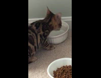 Collab Clips MPUGC - Cat first time drinking refrigerator water 