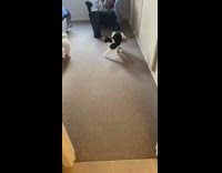 Small white dog runs black cat bedroom 