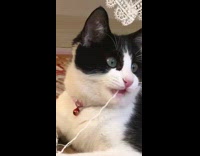 Black white cat chews on string yarn 