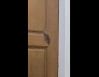 Spider clings to the bug while it hangs on its web