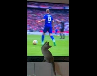 [third party] Cat Tries to Grab Football Players in Screen