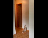 Cat reaches laser and turns off light